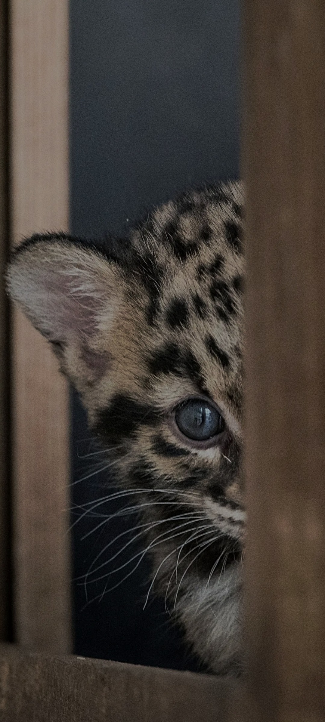 Laurys - Ascou - Ariège | Speed Dating